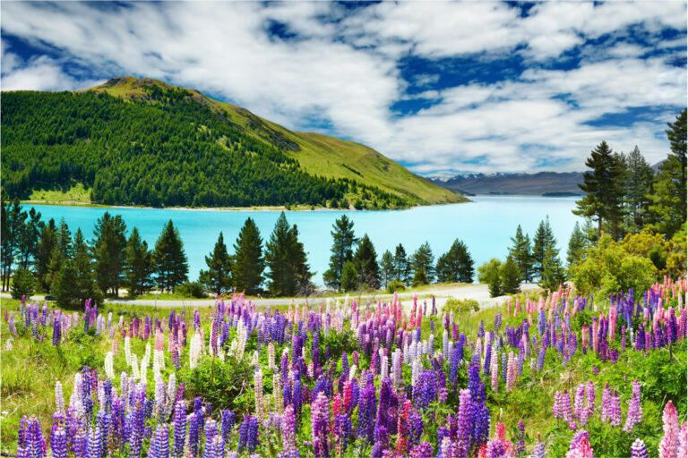 Neuseeland, Lake Tekapo