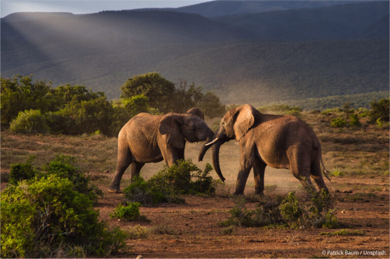 Afrika, Addo Elephant Park