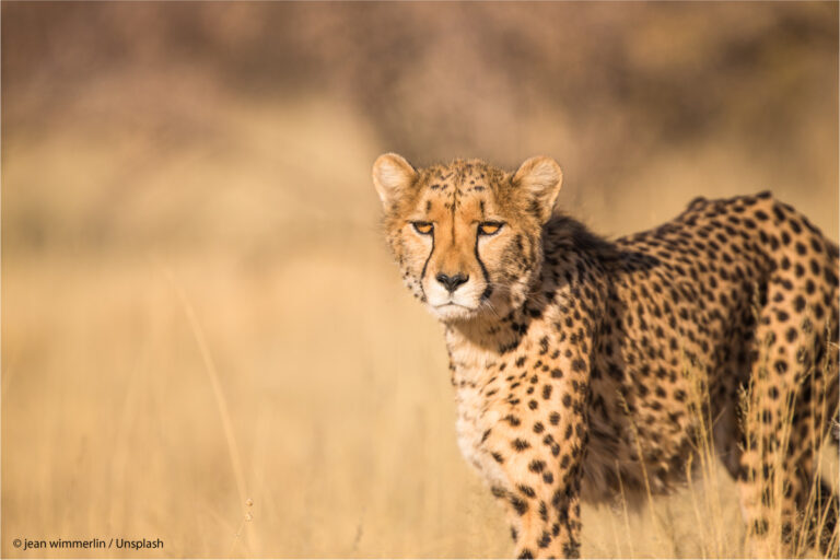 Afrika, Cheetah Conservation Project