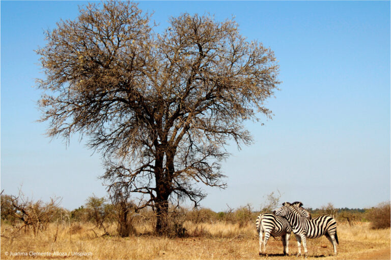 Afrika, Kruger Nationalpark Zebras